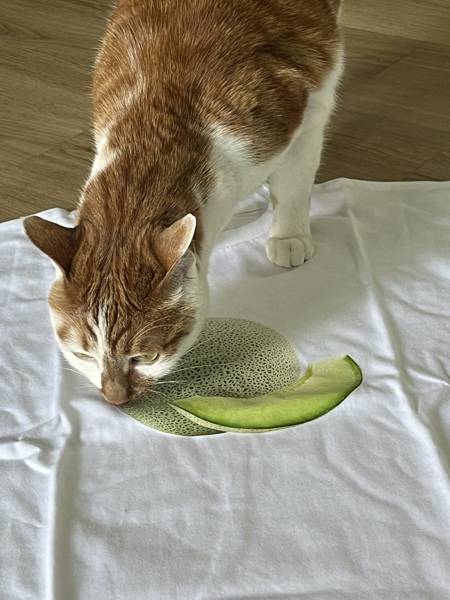 메나(<a href="/meloncountry0/">메나🍈 🔥 감사합니다😊 행복한 하루하루 보내세요 ! 내년에 만나요🙇🏻‍♀️💚</a>) 님 이벤트 당첨되어 받은 메론티샤쓰 후기

1.메론티샤쓰 도착했대서 룰루랄라 가지러갔더니 메론박스가 와서 ?????  
2.귀여운 손편지🩷
3.메론티샤쓰에서 메론냄새가 나는지 송파가 냄새 한참맡고감

감사함니다💙 메친자로서의 아이덴티티를 뽐내고 싶은 날 입고나가겠읍니다