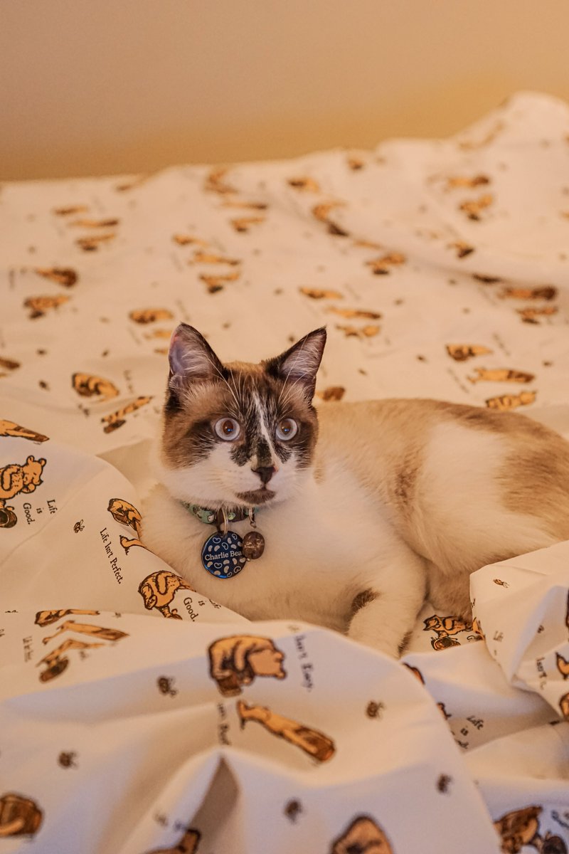 Found the cutest new sheets 🍯🧸