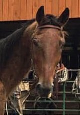 Please help him escape the dangers of the feedlot and get to his rescue home waiting 🙏, DONATE $1 with your SHARE 🙏
paypal.com/donate?campaig…