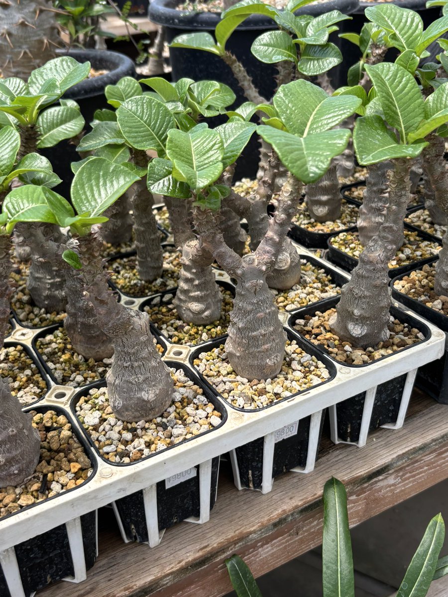 そしていつものシマムラ園芸🌱
天気良いとハウスは暑いぜ🥵

オオハマボウかっこいいなぁ…
ガジュマルはお手頃だけど😅

今話題！？のウィンゾリーの実生が大量にあります！
残念ながらカットされちゃってますが花目的でもいいかも🫣