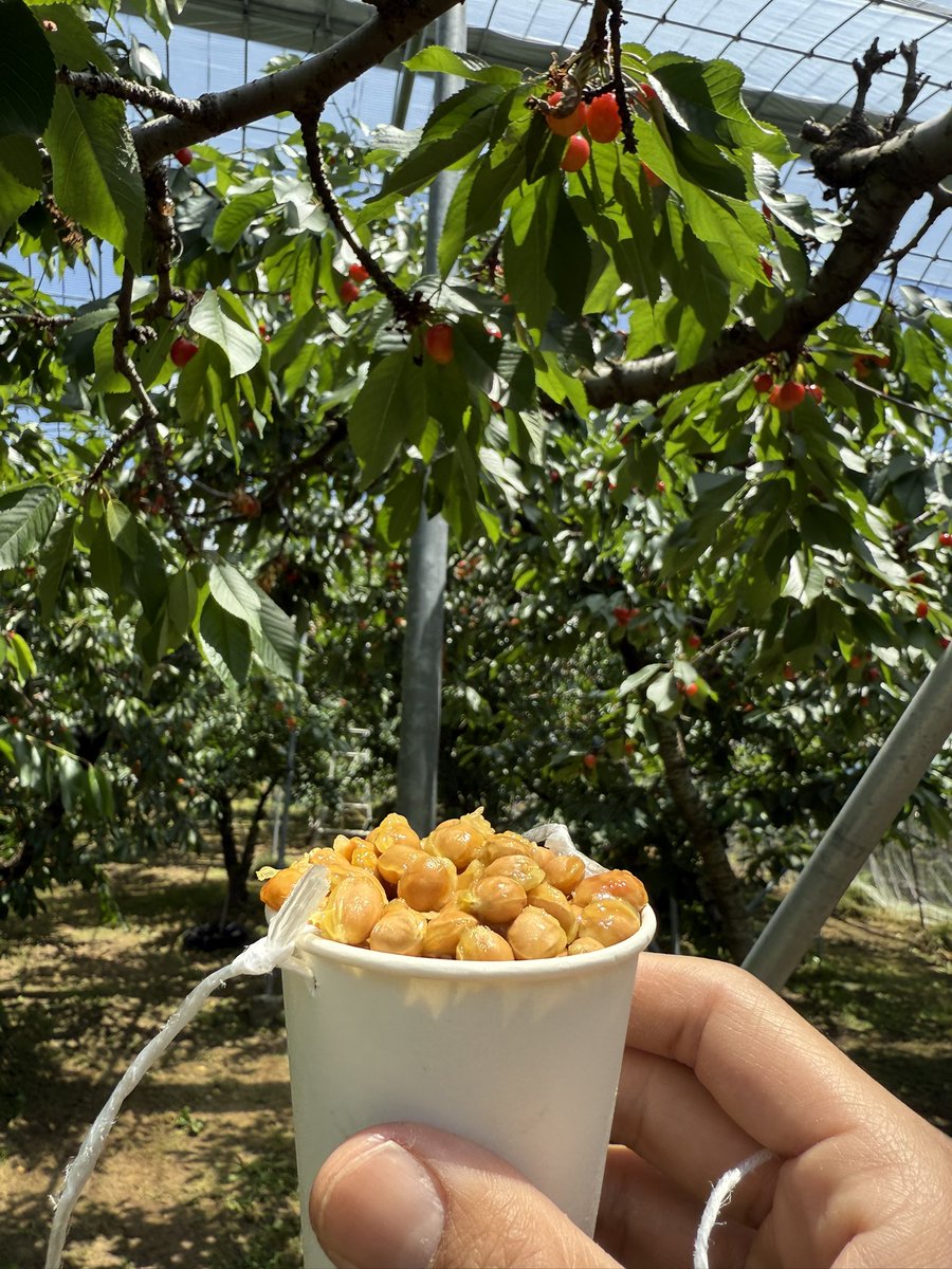 rabittutai's tweet photo. 今年も食った食った🍒
コップからはみ出た🤣 https://t.co/2npcy78GU9