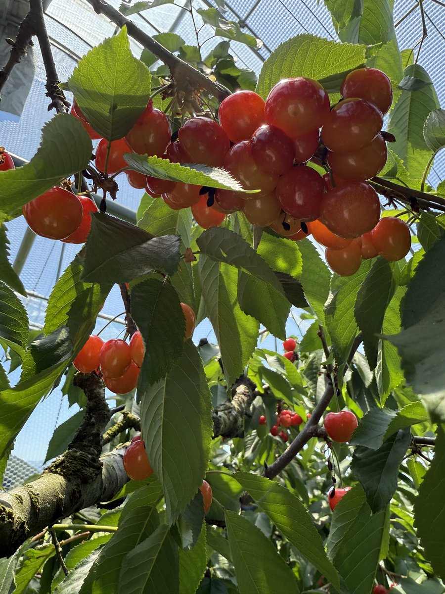 rabittutai's tweet photo. 今年も食った食った🍒
コップからはみ出た🤣 https://t.co/2npcy78GU9