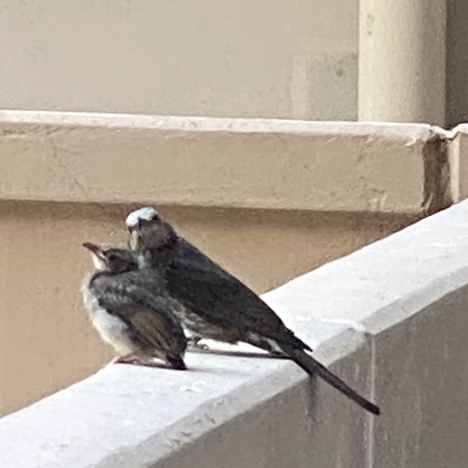 .                       혼자 나는 법도 알고
                        혼자 벌레도 주워먹을 줄 알아야지
                        언제까지 옆에서 엄마가 먹여줘
                        친구들이 인간한테 입벌린다고
                        너도 똑같이 그러면 안돼는거야 응?
(날씨가 조타)