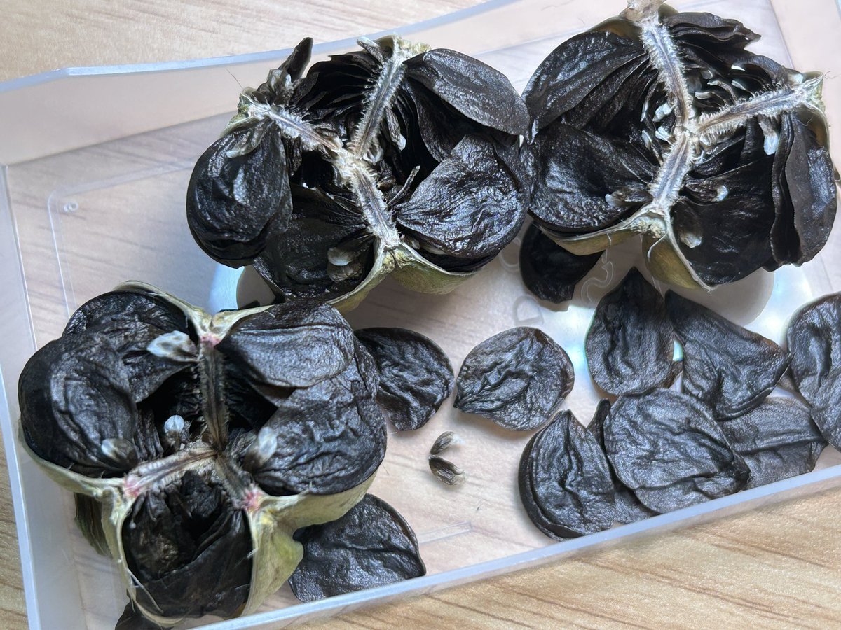 実が熟して割れてきたので、タネを採りました！アマリリスのタネって、1枚1枚がこんなにペラペラなんだ？？
#生長記録
#マジックアマリリス