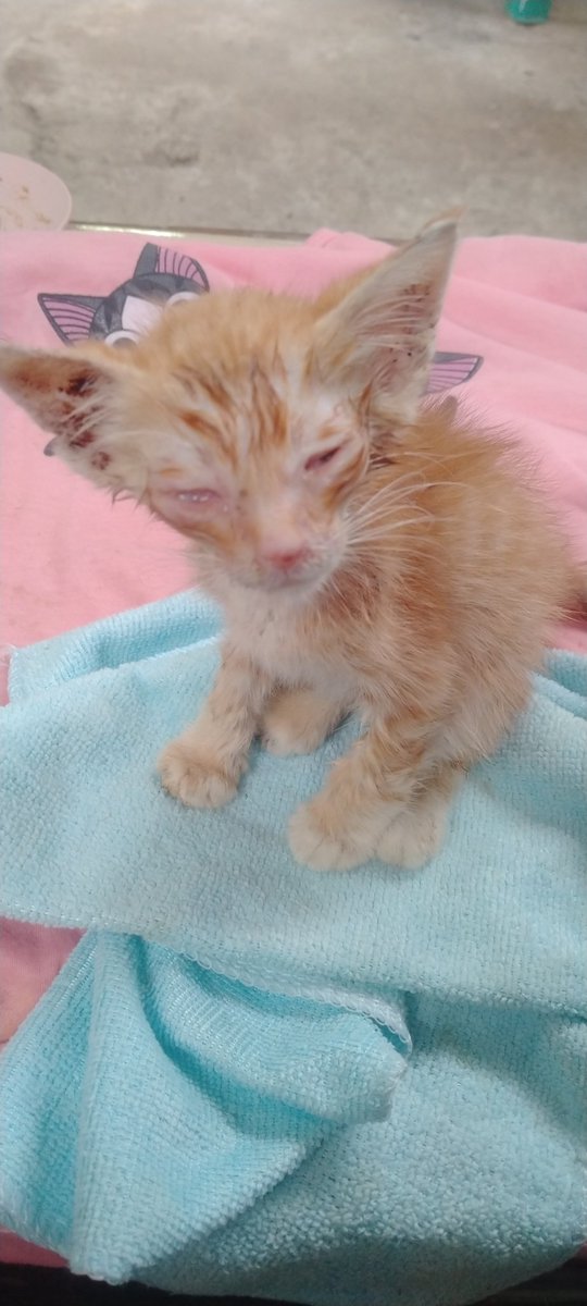 elynnx__'s tweet photo. haloo! kalo kaya gini kucing ku harus di bawa ke dokter hewan yaa? apaa bisa pake obat" yg bisa kita beli sendiri? aku belum ada dana lebih buat bawa mereka ke dokter hewan, smua anak kucing kaya gini semua, ada 6 mati 2 😔 kalo emang harus ke dokter hewan, kira" brpa ya biayanya https://t.co/izkY27OjQq