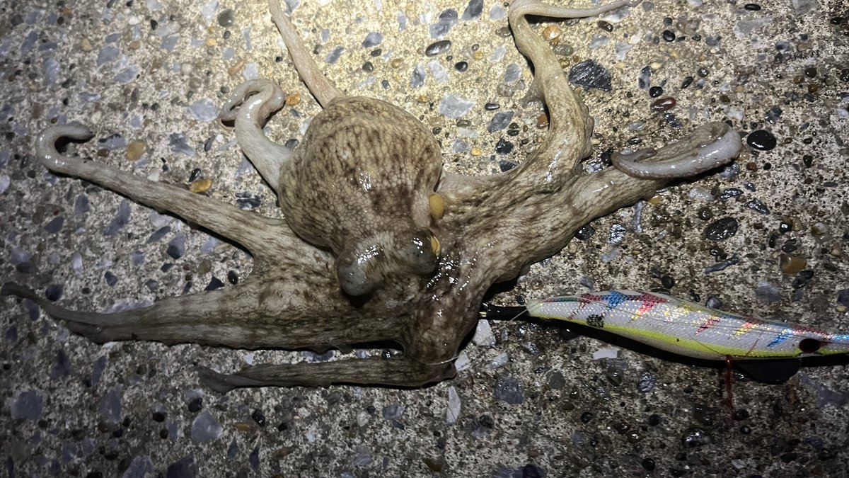 Sablemay's tweet image. アジングやっていたらコノシロの大漁の群れでアタリが訳わからない状態に…ならば夜でもタコ狙うぞ！となんとか1杯釣れた。