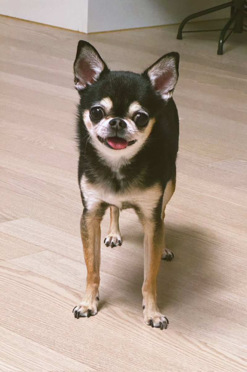 오늘 아침 요이가 무지개다리를 건넜어요
나에게 와줘서 너무 고맙고 행복했어
많이 많이 사랑하고 또 사랑해!!