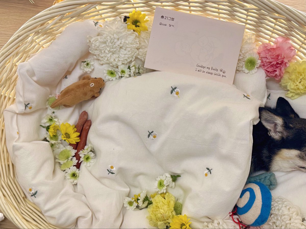 구름 한 점 없이 화창한 오늘 아침.
10년간의 여행을 마치고 요이가 와와별로 돌아갔어요.
정말 운 좋게도 엄마아빠 품에 안겨 인사하면서 편안하게 떠났답니다.
아기 요이야 우리 꼭 다시 만나. 사랑해.