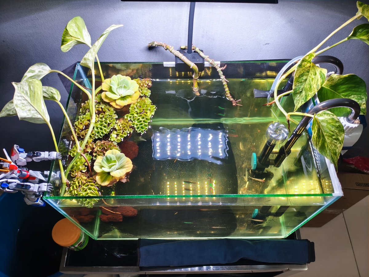 AjaiMoon's tweet image. Nak chyper skit.

Flora dan Fauna indah bersatu.
Bagaikan kau dan aku menyatu.
Pabila bersatu hanya itu tujuanku.
Hanya ingin bersamamu selalu sayangku"

#Pantun4Kerat
#Chyper