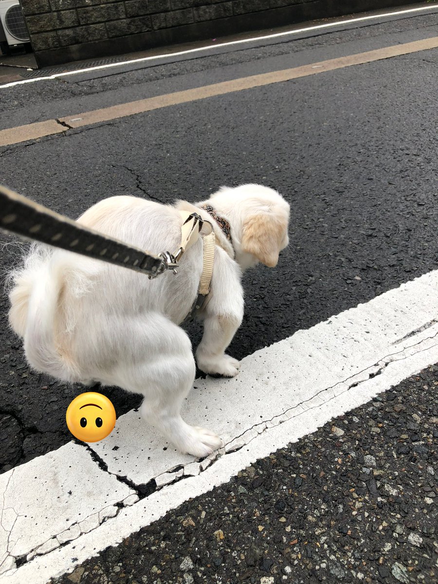 kotsubu0801's tweet image. #犬のうんチングポーズ選手権