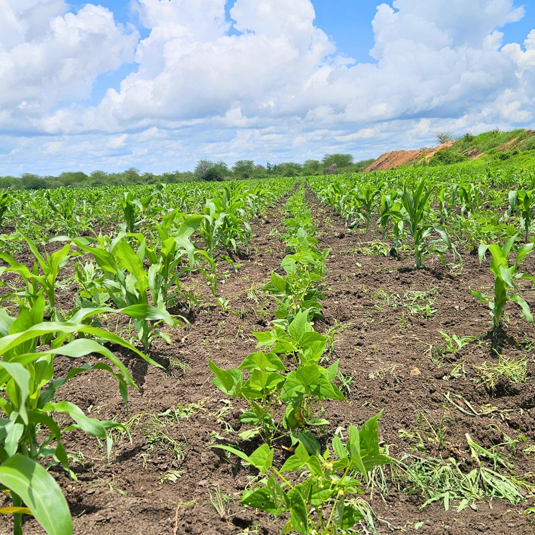 WFP in Kenya (@wfp_kenya) on Twitter photo Farmers in Wajir County in #Kenya are taking charge of their food security.
With #KOICA support, <a href="/WFP/">World Food Programme</a> is improving maize harvests and profits by providing farmers with inputs, promoting climate-smart techniques, land restoration and market linkages. Farmers in Wajir County in #Kenya are taking charge of their food security.
With #KOICA support, <a href="/WFP/">World Food Programme</a> is improving maize harvests and profits by providing farmers with inputs, promoting climate-smart techniques, land restoration and market linkages.