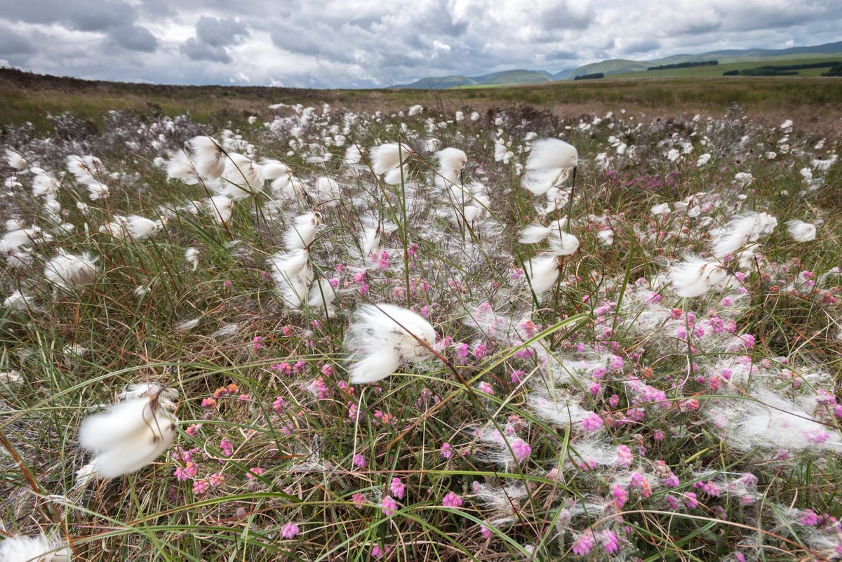 Hare’s-tail cottongrass is turning our peatlands white! Lovely to see it in the #YorkshireDales at the moment 💚

Did you know this key peat-forming bog species once doubled as wound dressing and pillow stuffing? 

📷Little Ashby Scar | Paul Harris

#WorldEnvironmentDay