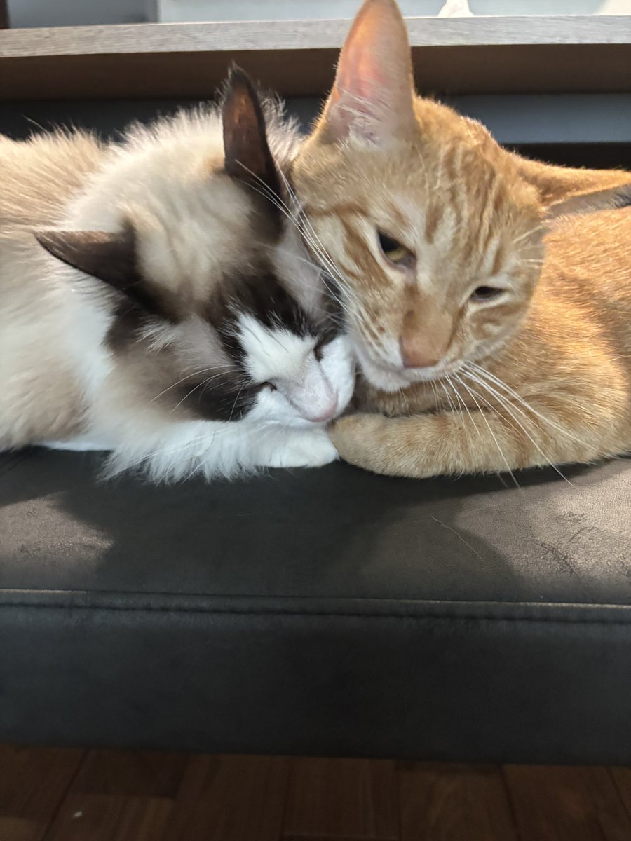 好きっ！
#猫のいる暮らし 
#猫のいる幸せ 
#ねこ