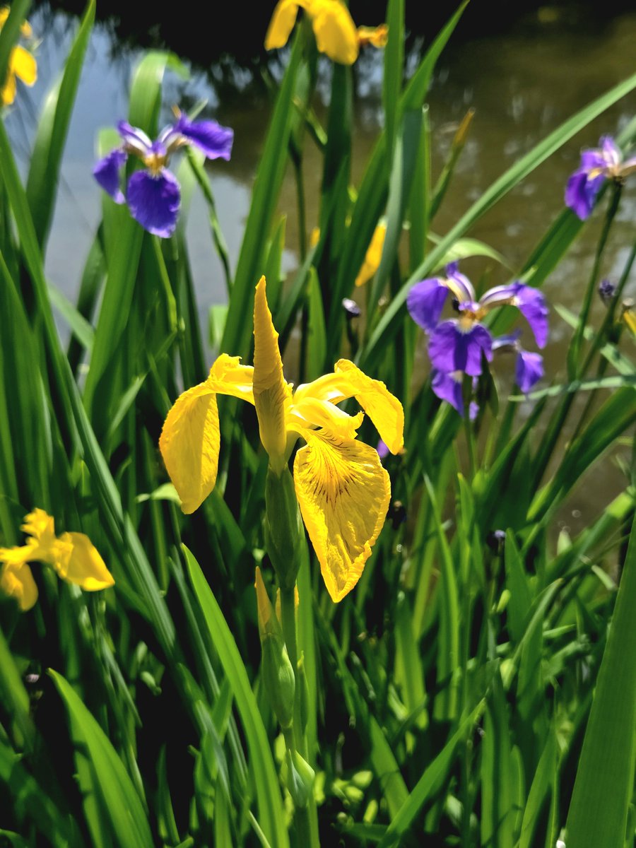 goldrose9090's tweet photo. 🌷Iris ensata – Yellow Iris Blooming by the Pond, Not Just a Pretty Name

🌸#IrisEnsata #YellowIris #KoreanWildflowers #PondBlooms #IrisVsIris #BotanicalBeauty #GardenFlowers #SeasonalBlooms #NatureWalks #PlantStories
 
👉Read more here!: 
🔗https://t.co/z45uziRbnC https://t.co/nFnfALeJRw