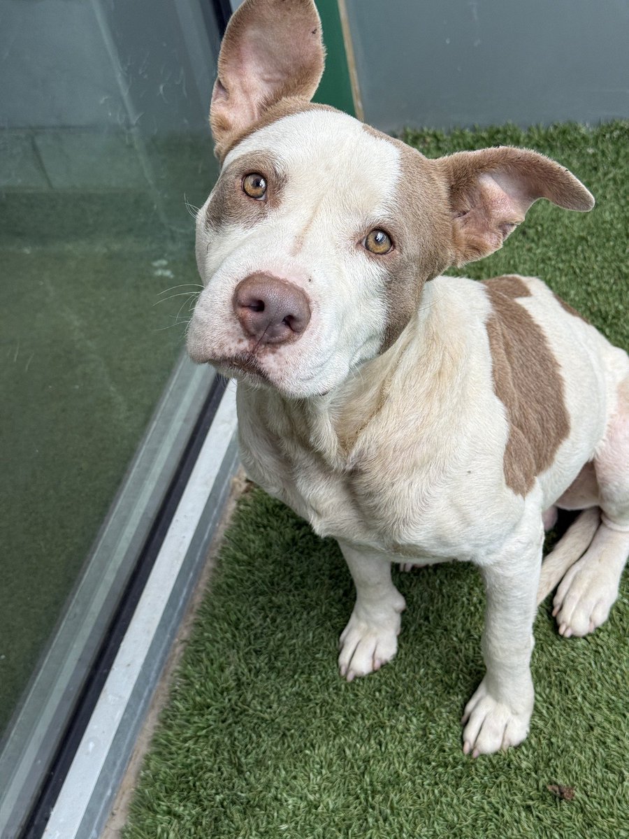 Suspense tweet media