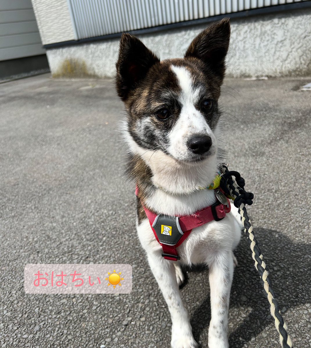 ちいちゃん　里親募集中 ramat.fc2.net/blog-entry-261…

１０ヶ月の女の子です。
名前はちぃちゃん

ちいさいからちぃちゃんです。
どうぞ宜しくお願いします❣️