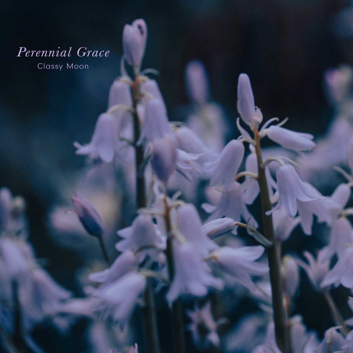 moonclassy3's tweet photo. #Spotify (@SpotifyJP) 公式プレイリスト「Reading Chill Out」に『Perennial Grace』収録の「A Light That Never Goes Out」がリストイン💫
ぜひ、お聴きください🎧
▶️https://t.co/bGvTjFQuYk
#classymoon #chill #croixhealing https://t.co/KVTRdlIJ3n