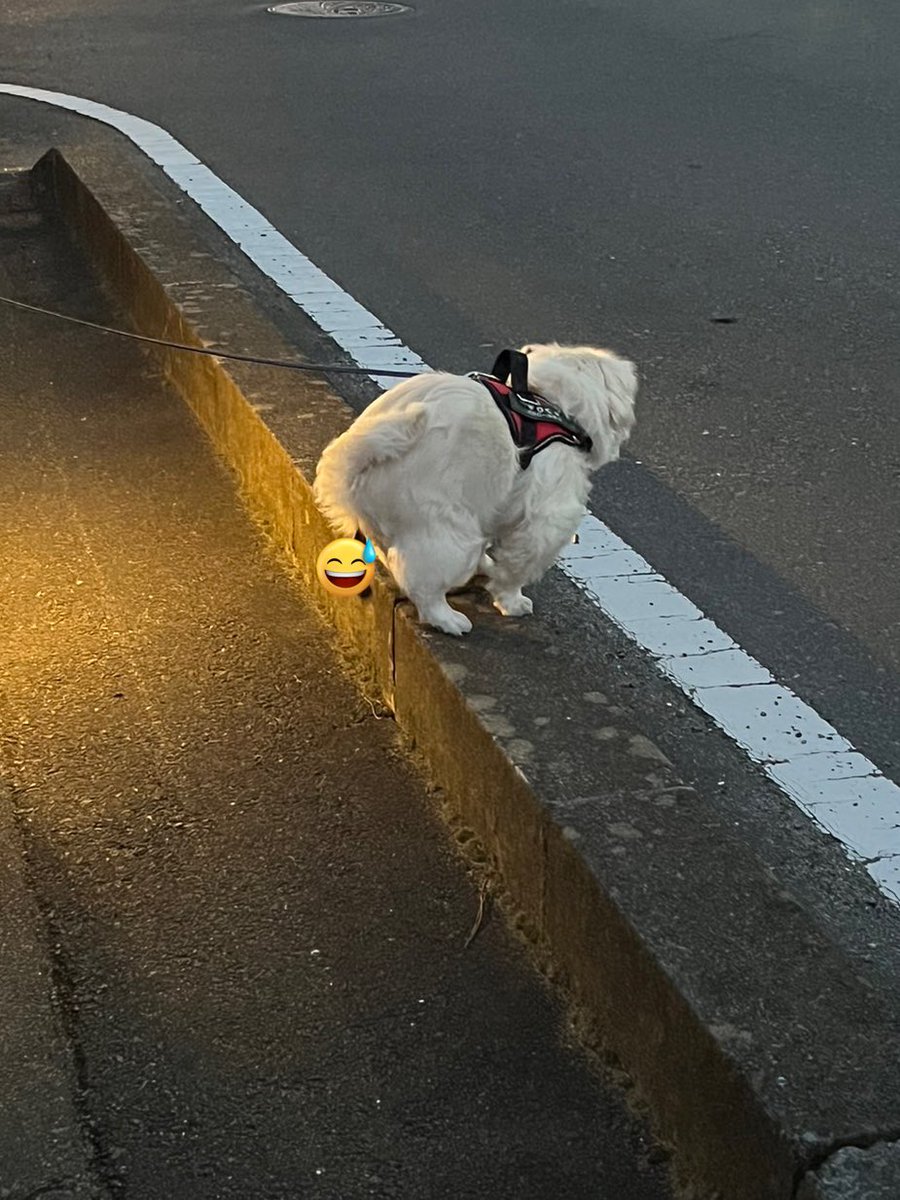 peki_riku's tweet image. #犬のうんチングポーズ選手権