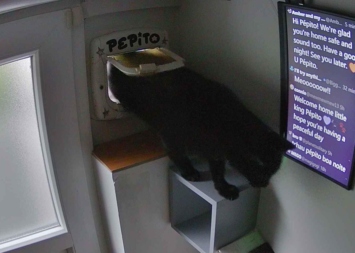 PepitoTheCat's tweet photo. Pépito is back home (06:26:28) https://t.co/A9a9n0T6Hy