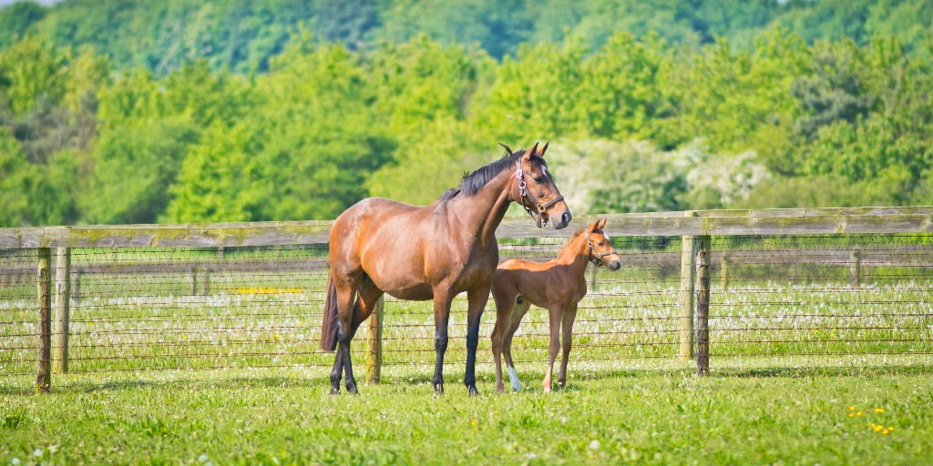 🌍✨ Happy World Environment Day! 🌿🎉 

Let's honour our planet by learning about it, why not check out: 

📖TBA's Environmental Booklet
🌲<a href="/TBEd_GB/">TB-Ed</a>'s Environmental Sustainability course
🎙️Podcasts including Paddock Principles: Rest and Repair 
🔗tb-ed.co.uk
