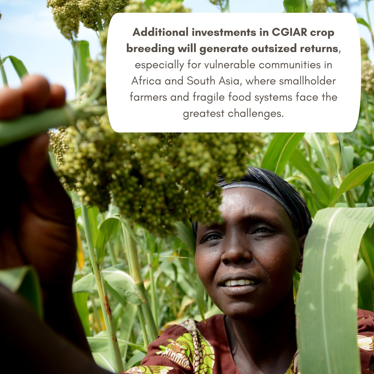CGIAR Breeding for Tomorrow (@cgiarbreeding) on Twitter photo ๐ก For every $1 invested, <a href="/CGIAR/">CGIAR</a> returns $10 in benefits
A report by <a href="/supportagresrch/">SoAR Foundation</a> shows CGIARโs work in ag research & crop breeding boosts food security, economies & resilience
๐ The case for funding CGIAR has never been stronger!
๐ Read more: supportagresearch.org/the-payoff-to-โฆ ๐ก For every $1 invested, <a href="/CGIAR/">CGIAR</a> returns $10 in benefits
A report by <a href="/supportagresrch/">SoAR Foundation</a> shows CGIARโs work in ag research & crop breeding boosts food security, economies & resilience
๐ The case for funding CGIAR has never been stronger!
๐ Read more: supportagresearch.org/the-payoff-to-โฆ