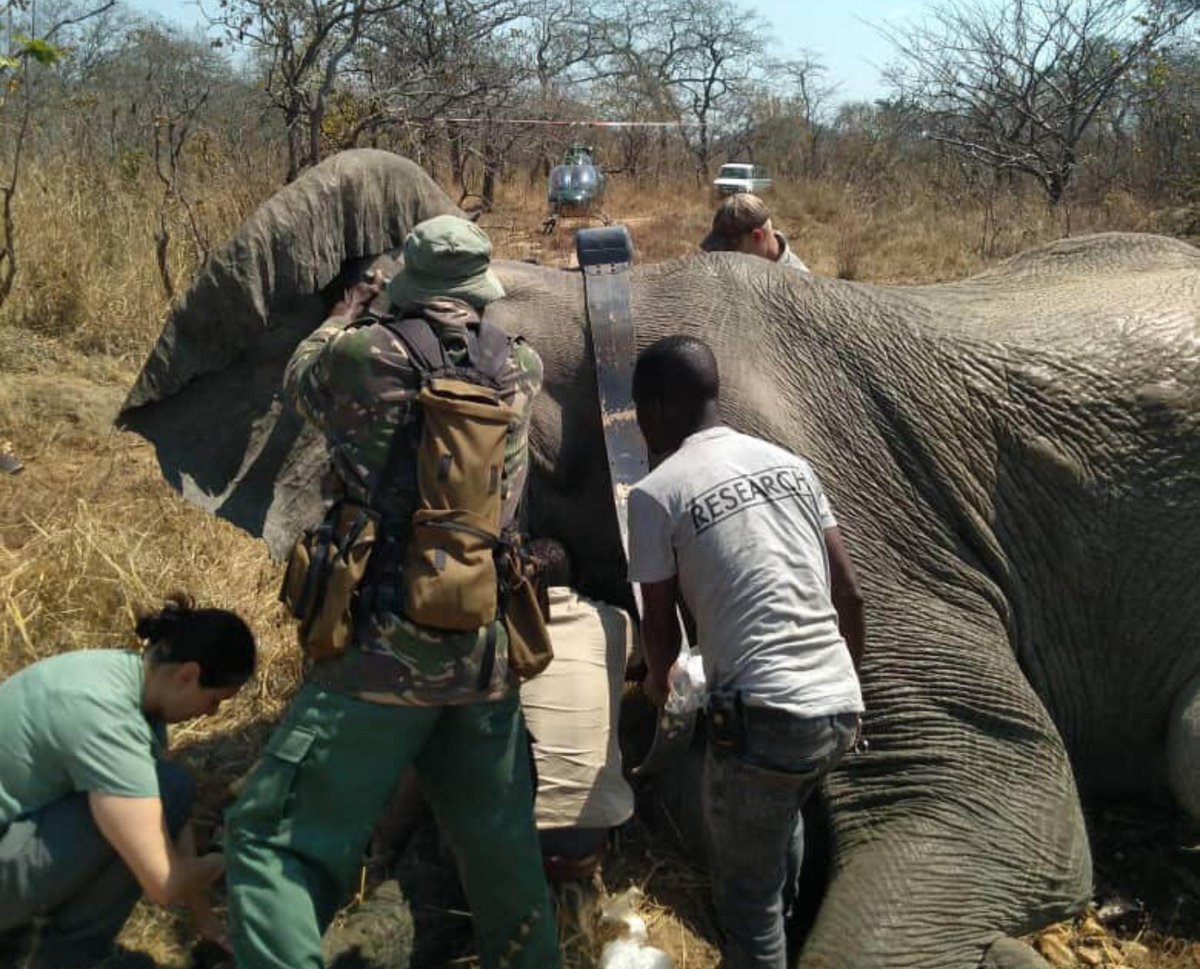 Black Platinum Gold (@blackplatinumg) on Twitter photo 🌍 Meet Malawi’s wildlife heroes.
With BPG ARK, your luxury travel experience helps fund <a href="/malawiwildlife/">Lilongwe Wildlife Trust</a> —rescuing animals, restoring habitats & dismantling trafficking networks.
✨ Bid. Choose. Impact.
Your next adventure can do wonders.
blackplatinumgold.com/bpg-ark/
#BPGARK 🌍 Meet Malawi’s wildlife heroes.
With BPG ARK, your luxury travel experience helps fund <a href="/malawiwildlife/">Lilongwe Wildlife Trust</a> —rescuing animals, restoring habitats & dismantling trafficking networks.
✨ Bid. Choose. Impact.
Your next adventure can do wonders.
blackplatinumgold.com/bpg-ark/
#BPGARK
