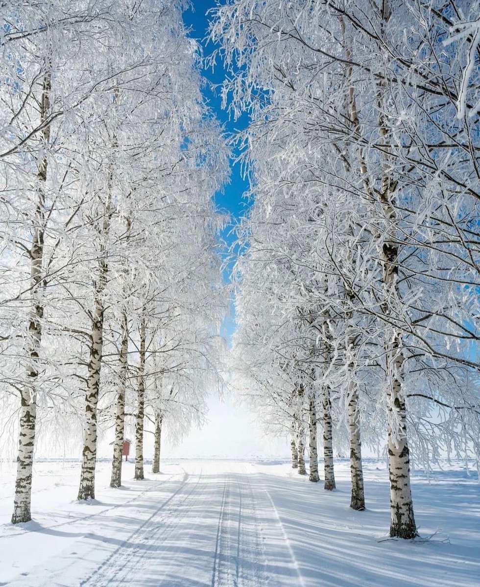 A fresh covering of snow in Finland ❄️