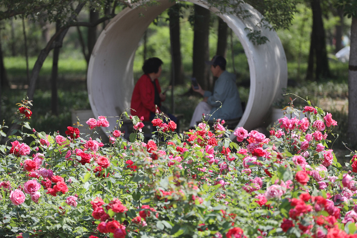 Strolling through Binzhou's lush parks, every step is a dialogue with #nature. 🌳 This #WorldEnvironmentDay, we celebrate the city's commitment to harmony, where emerald canopies, vibrant wetlands, and happy citizens paint a living masterpiece. <a href="/GreenCN2030/">Green China</a> <a href="/MeetJiangxi/">Meet Jiangxi</a>