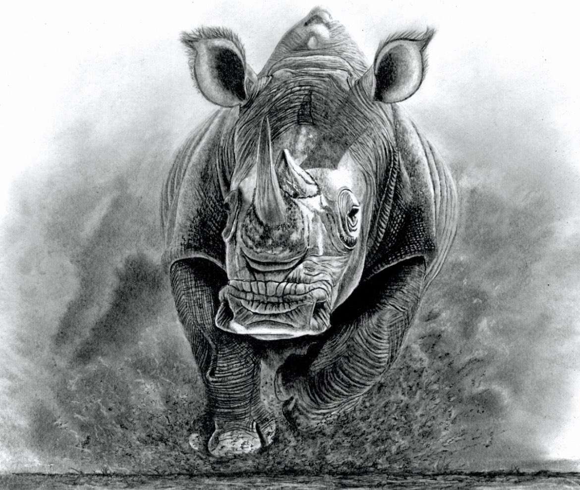 I’m going to keep adding these until someone buys something 😁😁 Todays addition is an original pencil drawing of a charging #Rhino 

Yours for £125 here…

ebay.us/m/WdV2Ia