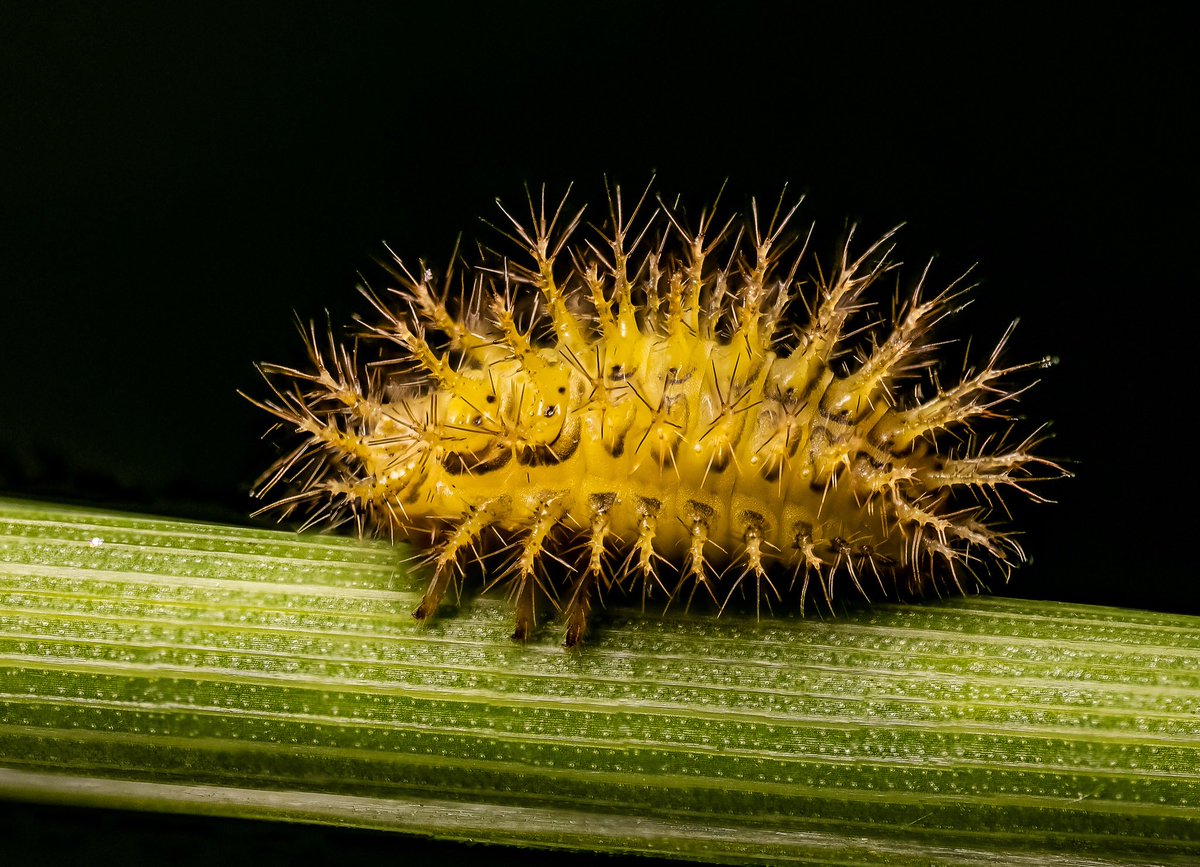 This weirdo is going to be a 24 spot ladybird! 🐞 
Looks like something from outer space. 
#ladybird <a href="/BBCSpringwatch/">BBC Springwatch</a>