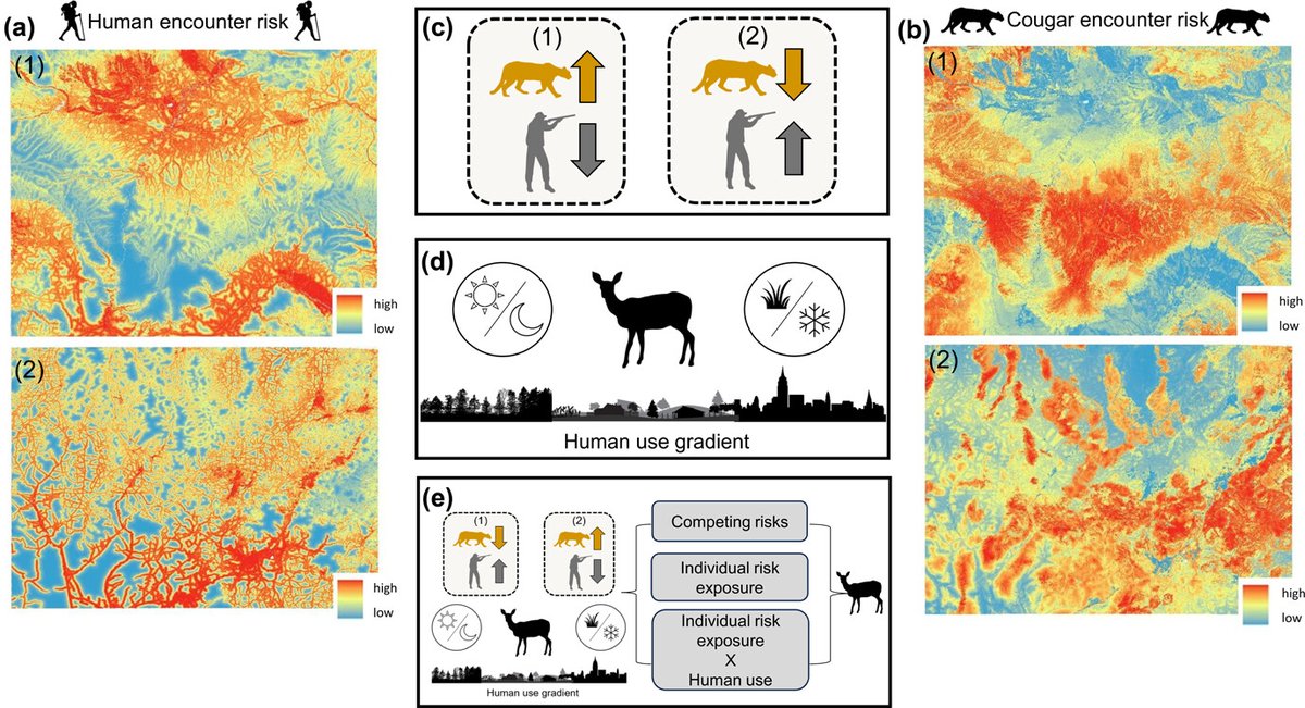 Ecography (@ecographyjourna) on Twitter photo Dynamic riskscapes for prey: disentangling the impact of human and cougar presence on deer behavior using GPS smartphone locations vist.ly/3n64sp2 #Human #Disturbance #Puma @ecography.bsky.social <a href="/NordicOikos/">Nordic Society Oikos</a> <a href="/WileyEcolEvol/">Wiley Ecology & Evolution</a> Dynamic riskscapes for prey: disentangling the impact of human and cougar presence on deer behavior using GPS smartphone locations vist.ly/3n64sp2 #Human #Disturbance #Puma @ecography.bsky.social <a href="/NordicOikos/">Nordic Society Oikos</a> <a href="/WileyEcolEvol/">Wiley Ecology & Evolution</a>