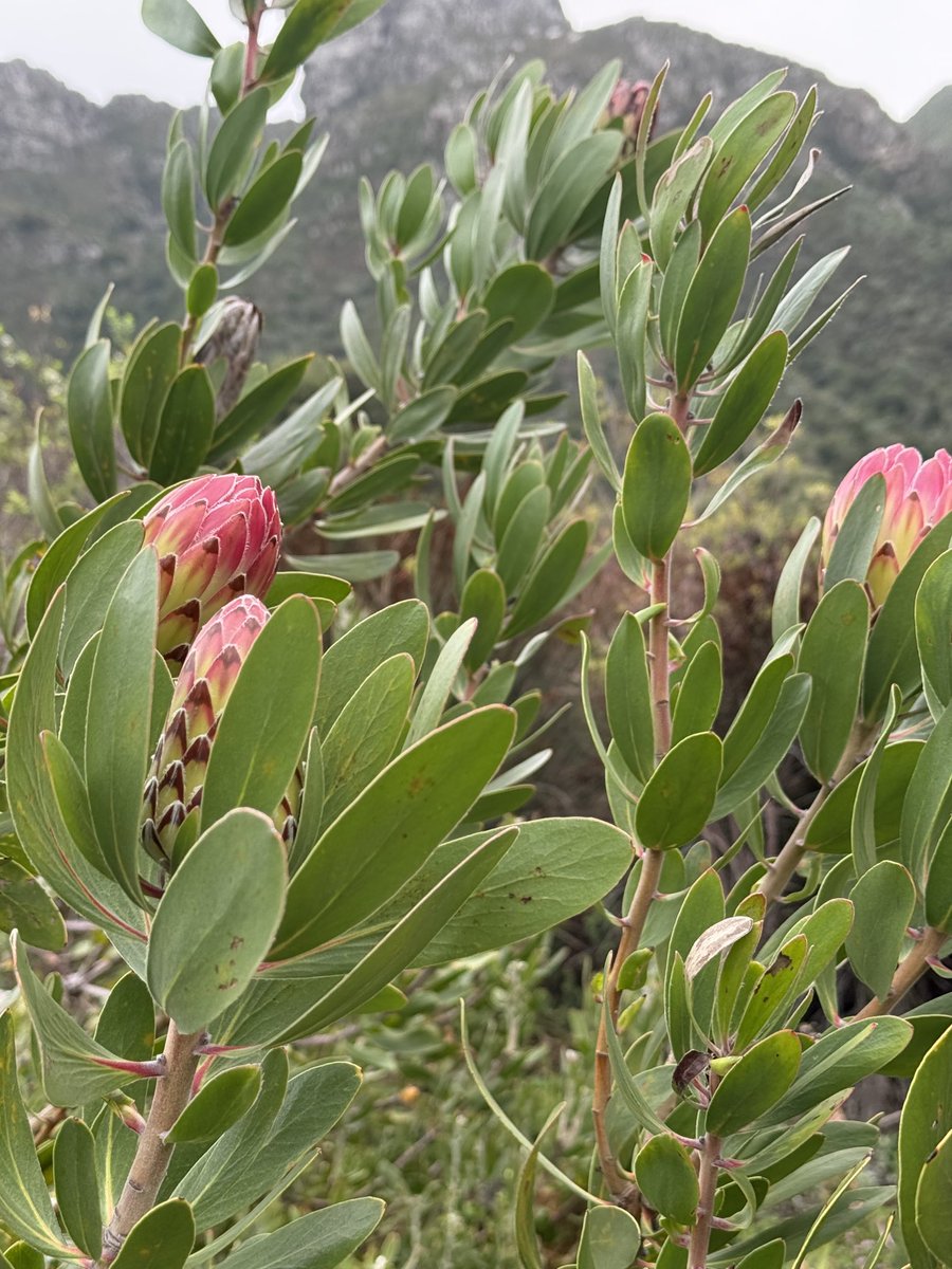 JudeStevens's tweet image. On my walk…it’s the fynbos season 🌺🌿 #winterflowers #fynbos