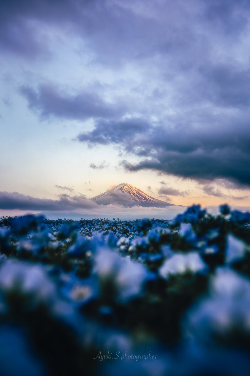 ネモフィラの海に富士山
とても美しかった🗻