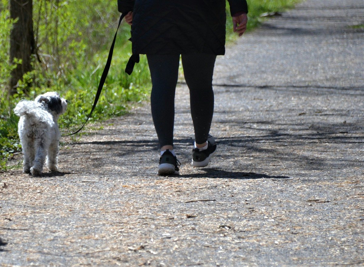 Not all volunteers are humans! In addition to a ten-strong human volunteer workforce, Salford’s Open Doors Service has three volunteer dogs! 🐶 

#VolunteersWeek #NHSVolunteers #GMMHGetInvolved
