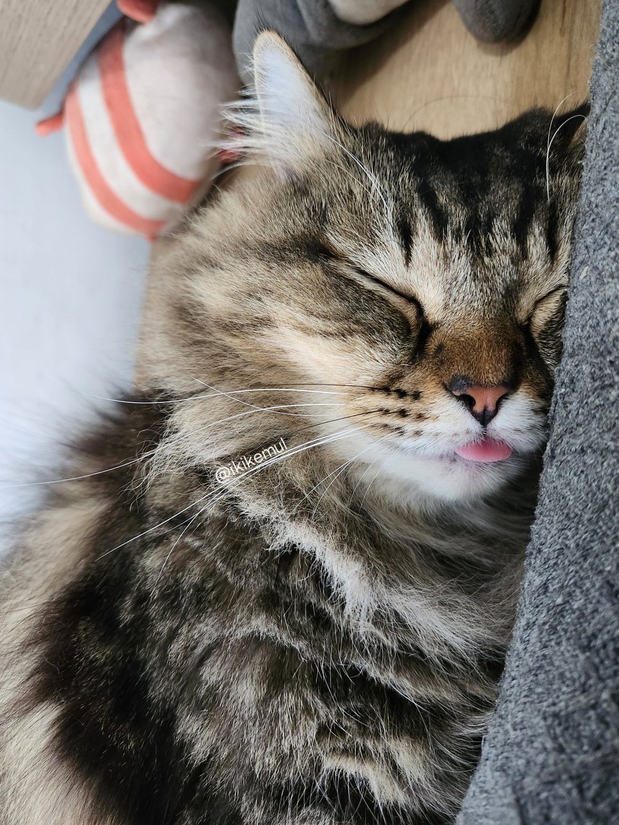 lagi mimpi mam esgrim