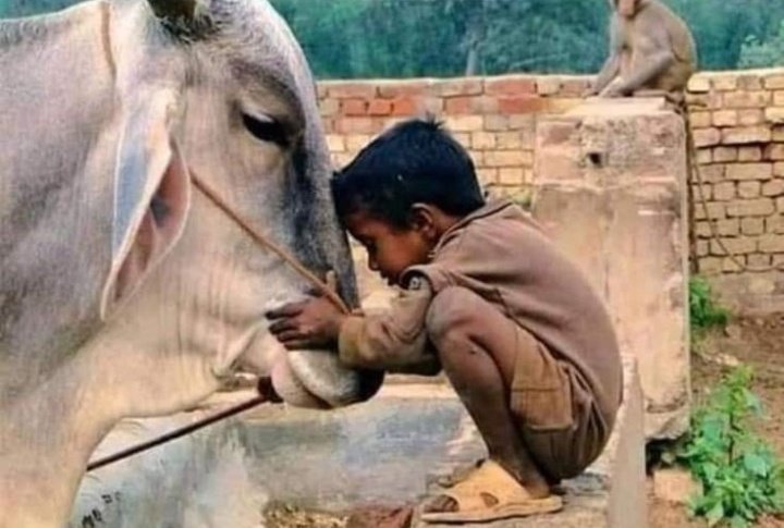 اک فرض کی خاطر کلیجہ بیچ آیا ہوں میں قربانی کے جذبے میں کھلونا بیچ آیا ہوں
وہ منڈی تھی، کسے فرصت وہاں رشتے سمجھ پاتا 
وہ کہتے تھے کہ مہنگا ہے، میں سستا بیچ آیا ہوں
ٹریفک سے اٹی گلیوں میں بیٹھا ہوگا شہزادہ😥
وہ "اسماعیل "تھا میرا میں بیٹا بیچ آیا ہوں🥲