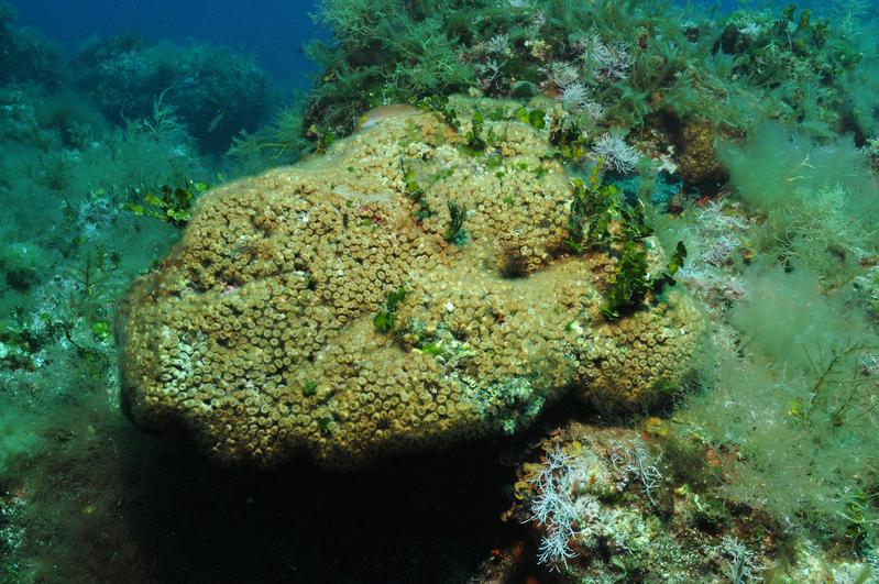 Informationsdienst Wissenschaft - Nachrichten (@idw_online_de) on Twitter photo Microplastics threaten resilience of Mediterranean corals
The bay of Illa Grossa off the coast of Spain, is home to the only reef-forming stony coral species in the Mediterranean: Cladocora caespitosa. Despite its isolated location and being free from loca
nachrichten.idw-online.de/2025/06/05/mic… Microplastics threaten resilience of Mediterranean corals
The bay of Illa Grossa off the coast of Spain, is home to the only reef-forming stony coral species in the Mediterranean: Cladocora caespitosa. Despite its isolated location and being free from loca
nachrichten.idw-online.de/2025/06/05/mic…