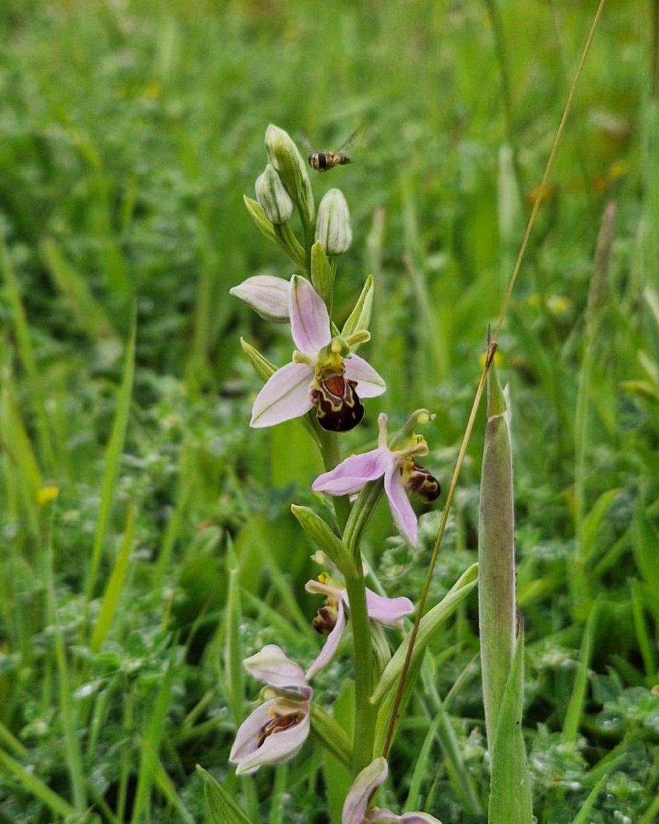 The beautiful bee orchid proudly on display in the chalk grassland of the Country Park. 

Did you know it can take as long as six years for a bee orchid to go from seed to flower?

However tempting, it is illegal to pick or uproot orchids and other wildflowers. 

📷 Ruth James