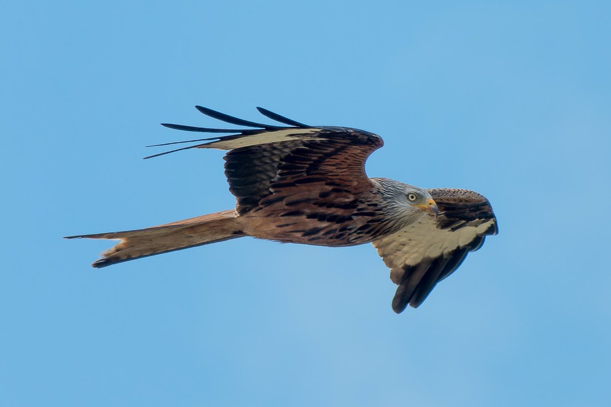 Been deathly quiet at Horsey this spring. Saving grace most days are the patrolling Red Kites. Common now but forty years ago a view like this in the county would have been one of the year’s highlights. How times change…