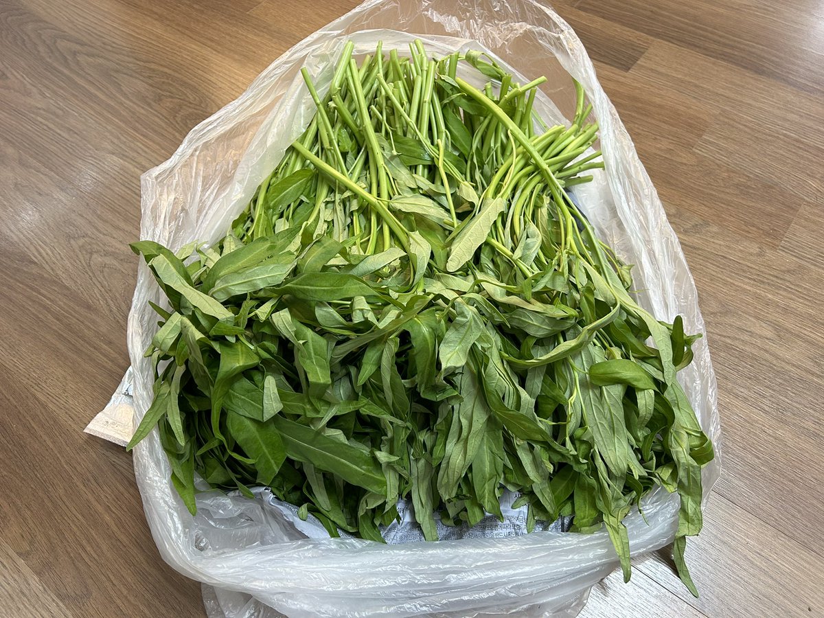 공심채 2kg을 주문하면 이걸 소비하기 위해 쌀국수 전문점을 오픈해야 한다고 아무도 내게 조언해주지 않았다. 바닥에 앉아서 그냥 물끄러미, 집안에 들어온 저 푸른 공심채 밭을 감상 중.