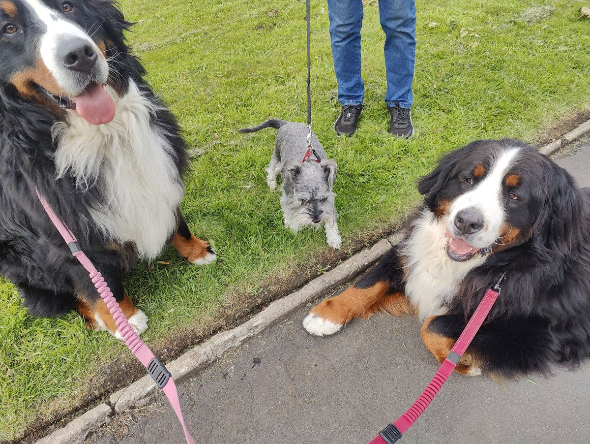 Meet our friend Poppy 😀 her mum told me that Poppy transitioned to new food and ate 36g for breakfast. I'm getting 10 times more 🙈🤪🤣
