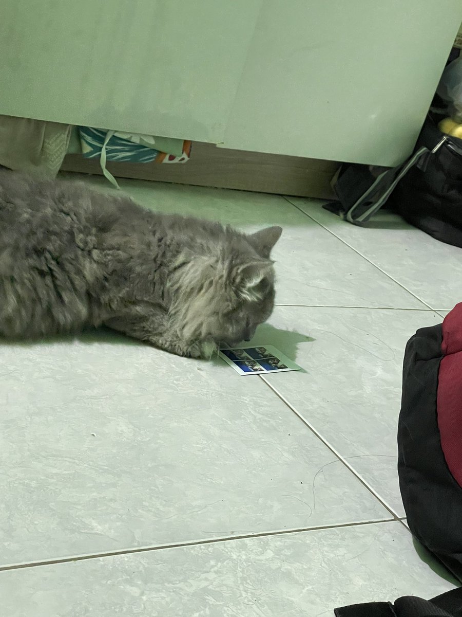 cium foto mami cama papa yang jatuh😿