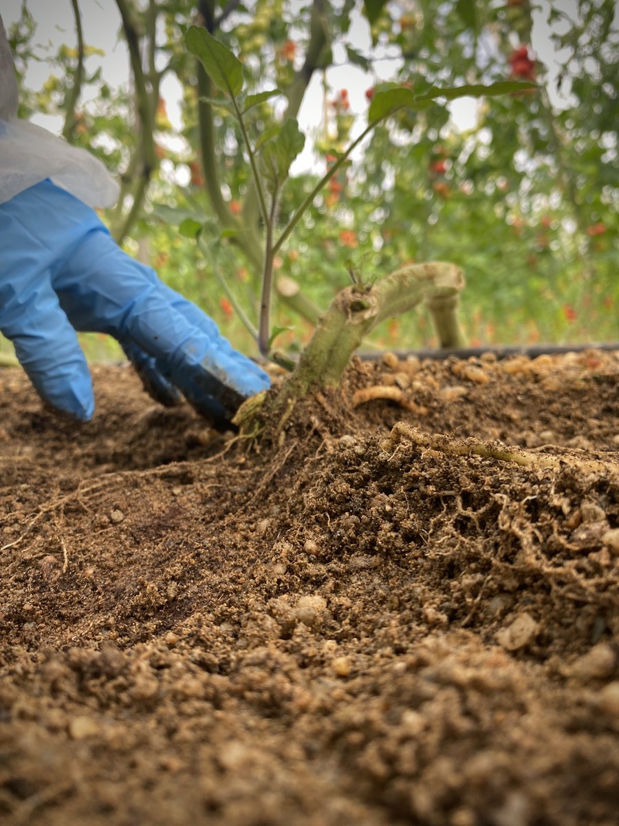 Interceptor y Carbonite, soluciones para un cultivo eficiente y resistente <a href="/TopseedsES/">Top Seeds Iberica</a>  fhalmeria.com/noticia-36414-…