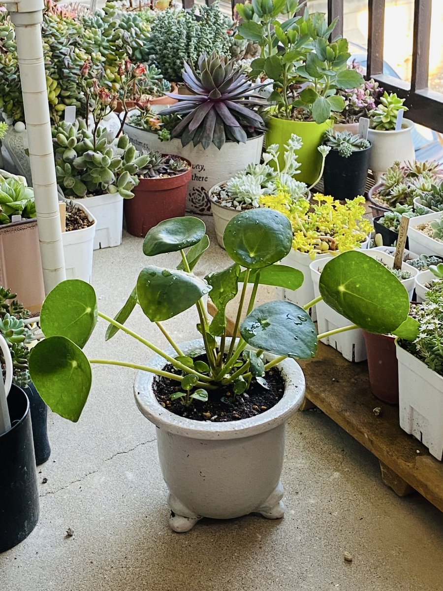 今日は娘の新居に置く観葉植物を買いにオザパに行ってきた😙
娘はつやつやのカラテアとか買ってた。

自分のも欲しくなってピレア・ペペロミオイデスを買った😏かわいい…💕