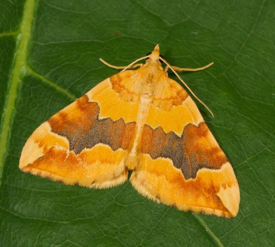 Gelber Rosen-Bindenspanner  (Cidaria fulvata) Sehnde Garten, 4.6.2025. Noch recht häufig bei uns, aber für mich einer der schönsten nachts am Licht.
