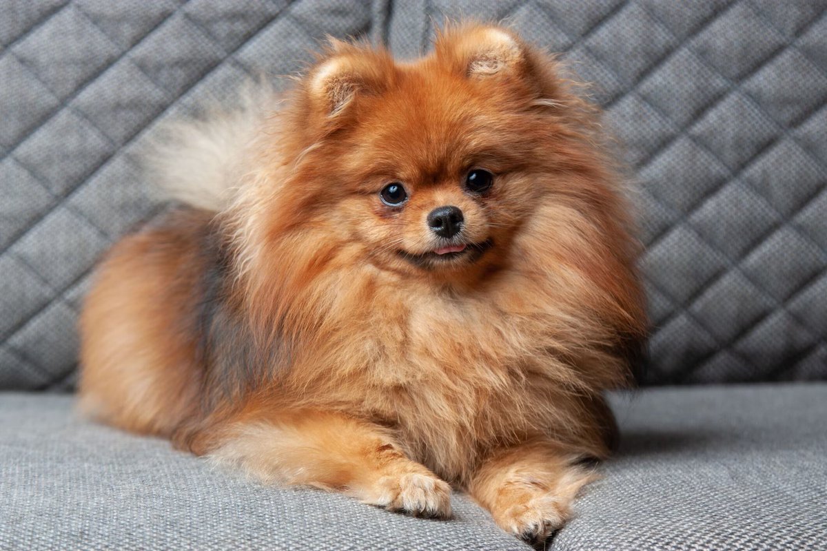 Sterilo's tweet photo. @PuppiesIover Pomeranian https://t.co/IECccu8s71