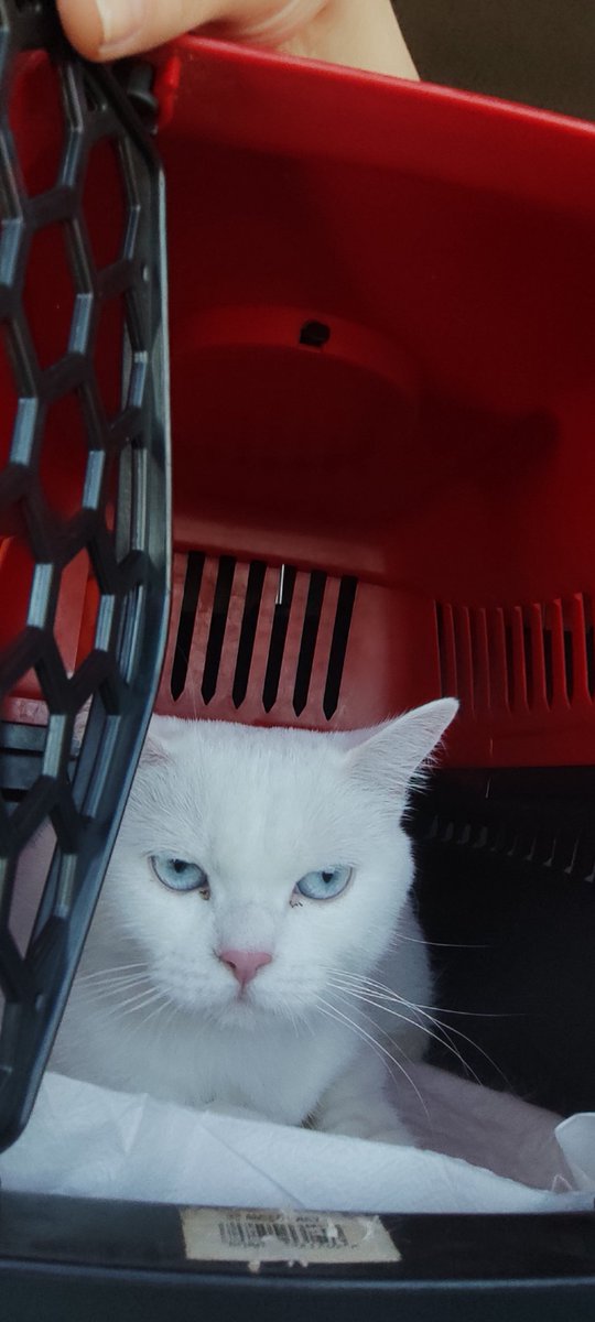 zeytineylem's tweet image. Zeytin ve mia dedesinin elini öpüp bayram harçlığı almaya gidiyor😍