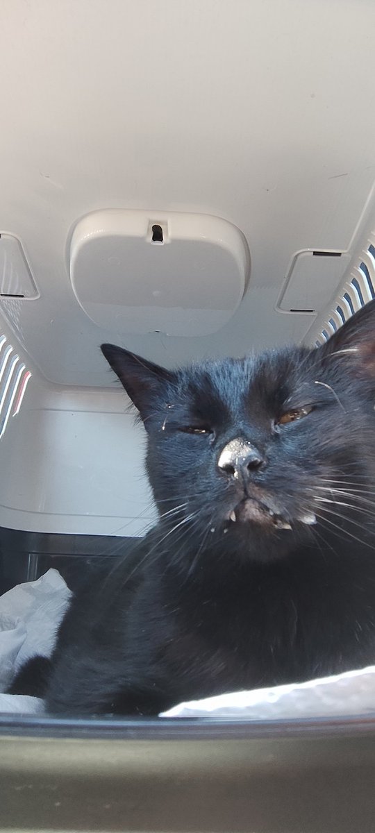 zeytineylem's tweet image. Zeytin ve mia dedesinin elini öpüp bayram harçlığı almaya gidiyor😍