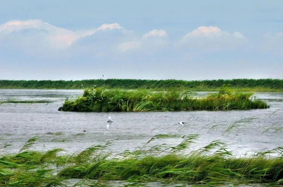 Explore Nanjing's top travel gem—Nanjishan, nestled by Poyang Lake near Nanchang! A national wetland reserve and key stop on global bird migration routes, it's a must-visit for stunning lake views and seasonal charm. 🌿🦆🌊