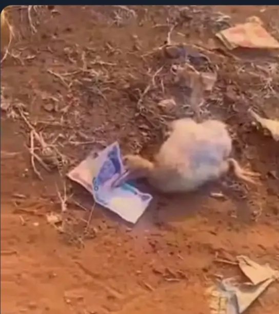 BryanOmah256's tweet image. I know am not a prophet but this is a female duck